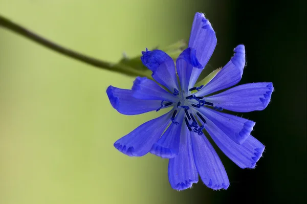 Blomma på nära håll av en blå — Stockfoto