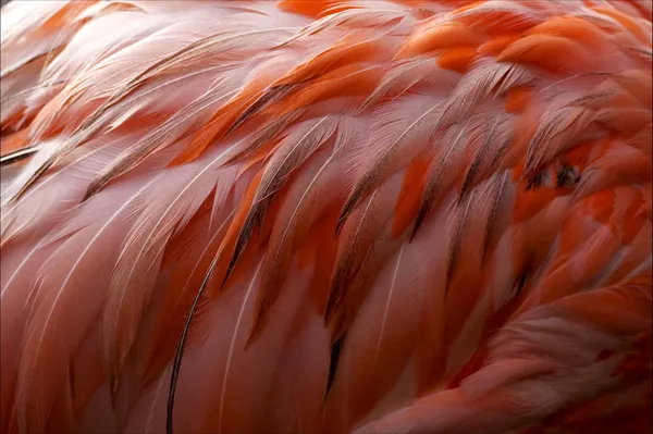 Flamengo rosa plumagem abstrato — Fotografia de Stock