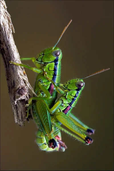Grasshopper Orthopterous having — Stock Photo, Image