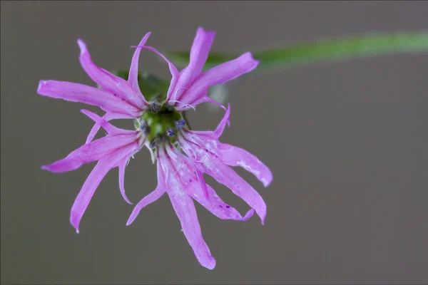 Cariofillacee silene flos cuculi — Stock fotografie