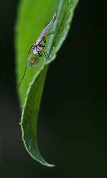Chironomidae chironomus — Stock Fotó