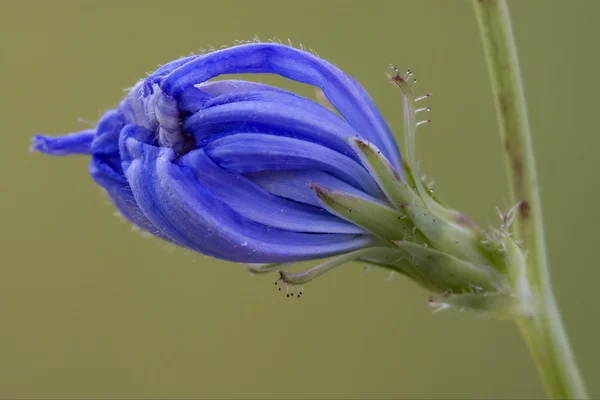 Flor composta de cichorium intybus — Fotografia de Stock