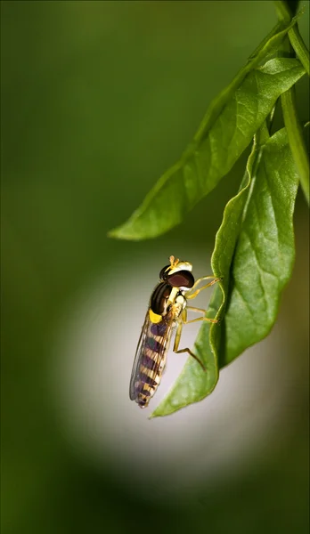 Diptera syrphidae volucella zonaria — Fotografia de Stock