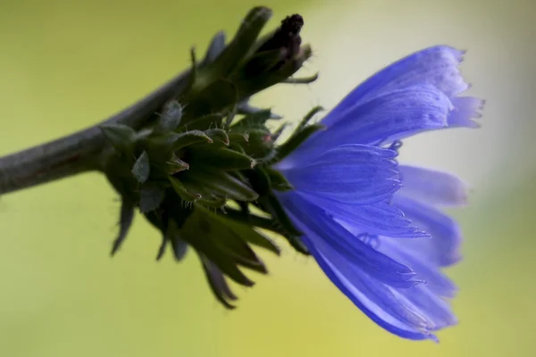 Květ pumilium — Stock fotografie