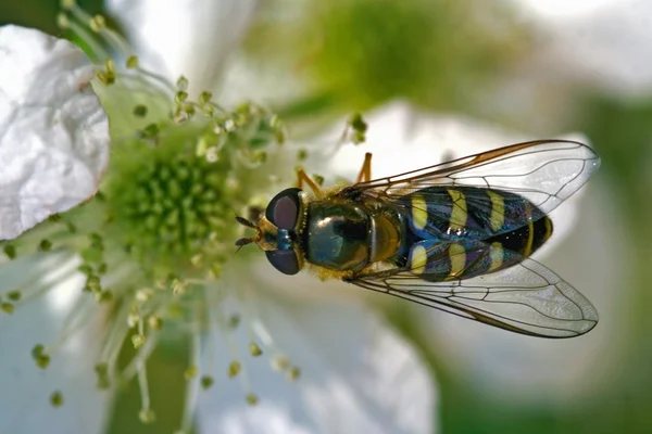 Diptera syrphidae volucella fly — Stok fotoğraf