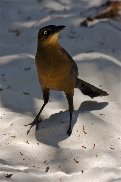 Front of sparrow whit gold — Stock Photo, Image