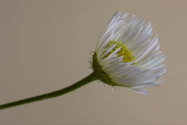Makro detail žlutá bílá daisy složené — ストック写真