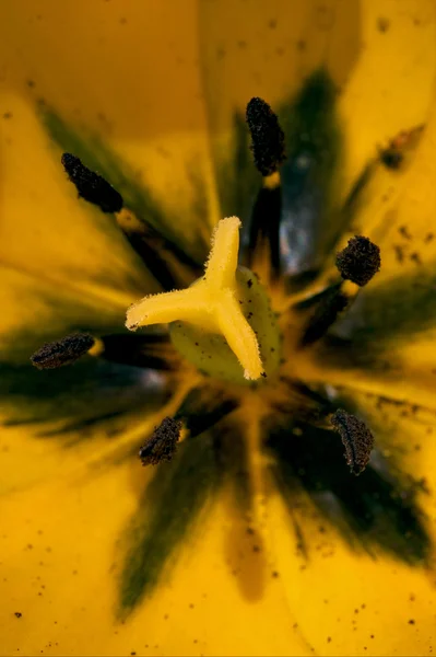 Eines Papaveracee papaver rhoeas argemone — Stockfoto