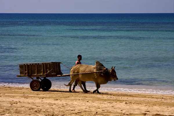 Trabalhador da lagoa dustman animal e litoral — Fotografia de Stock