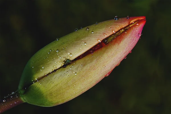Rhoeas argemone setigerum hybridum — Stock Photo, Image