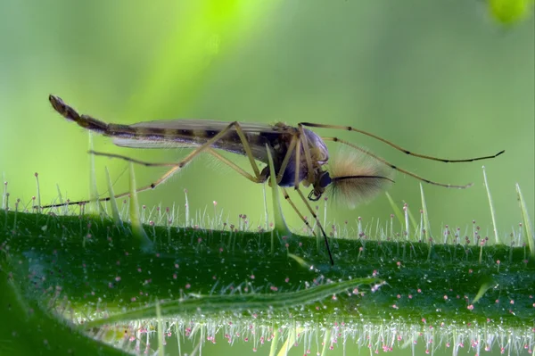 Mosquito riparius culicidae — Fotografia de Stock