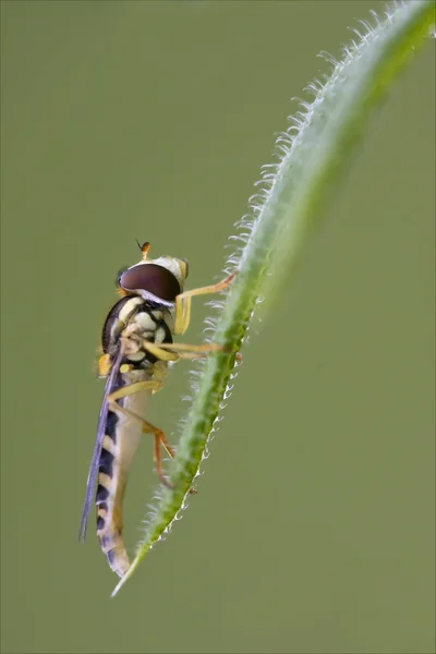 Lado da mosca selvagem diptera volucella — Fotografia de Stock