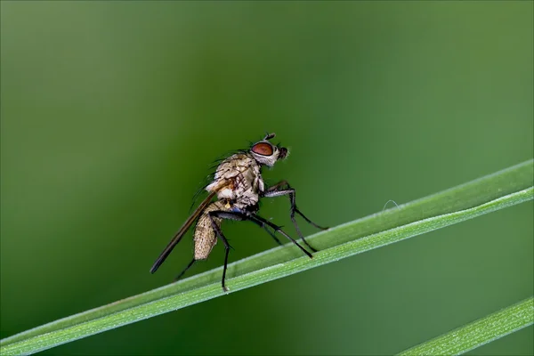 Obscurata 中国圆蝇山茱萸家蝇在一片叶 — 图库照片
