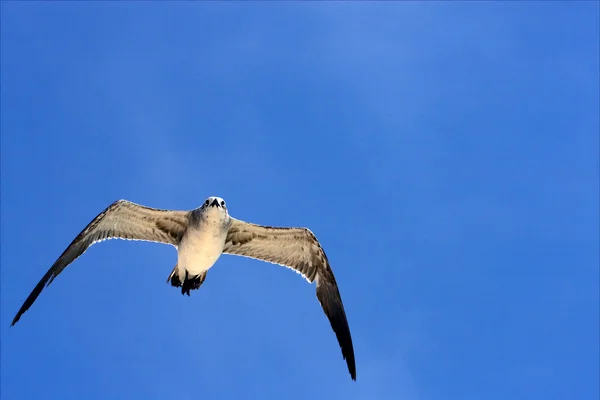 Goéland de mer volant le ciel au Mexique — Photo