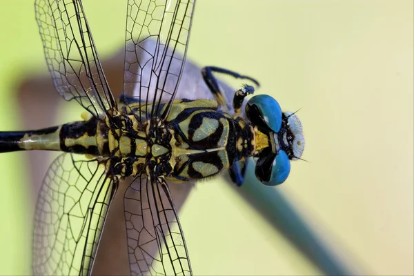 Wild black yellow dragonfly anax imperator on — Stock Photo, Image