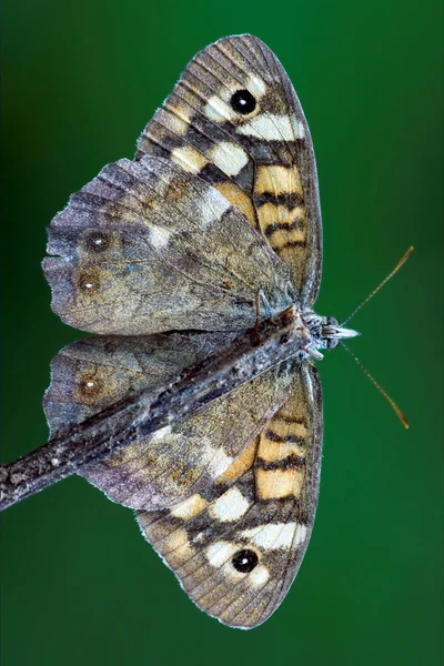 Fronte di — Foto Stock