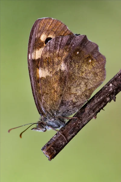 Hnědá šedý oranžový motýl — Stock fotografie