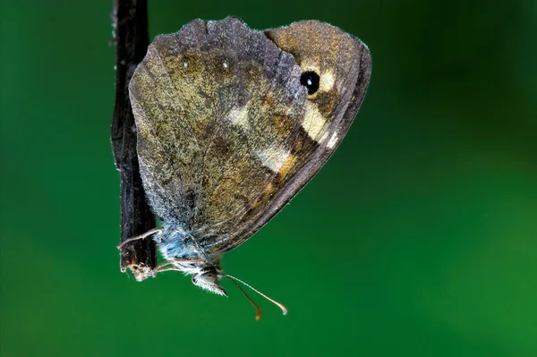 Na hnědé větve v buši — Stock fotografie