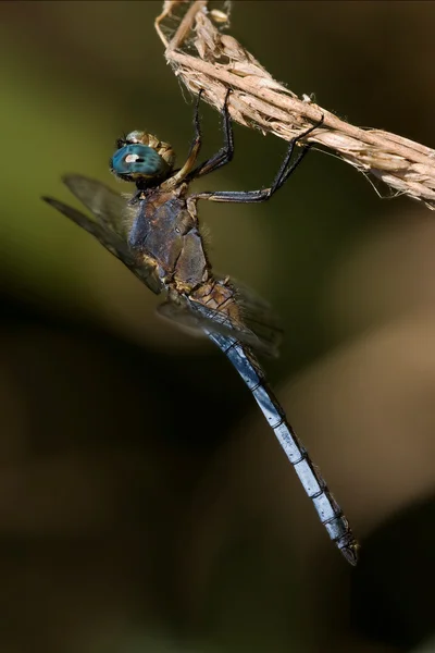 Brachytron selvatico della libellula blu — Foto Stock