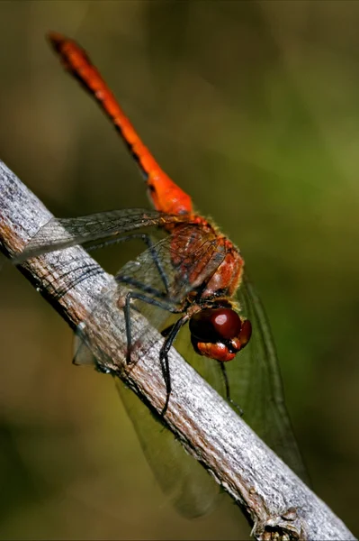 Libellula rossa selvatica — Foto Stock