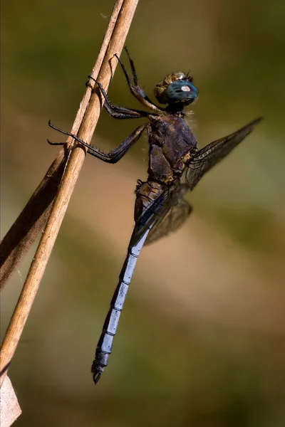 Dragonfly brachytron pratense op — Stockfoto