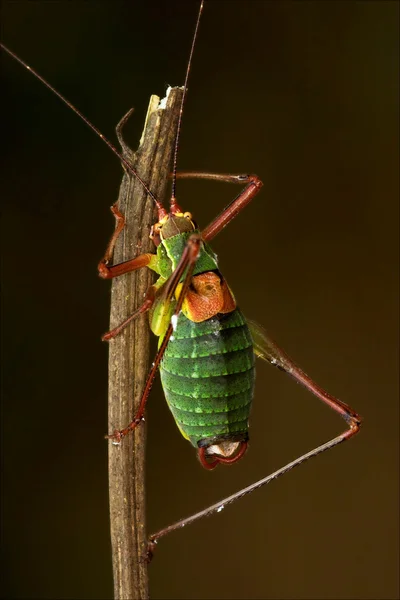 Gros plan de la sauterelle Tettigoniidae sur — Photo