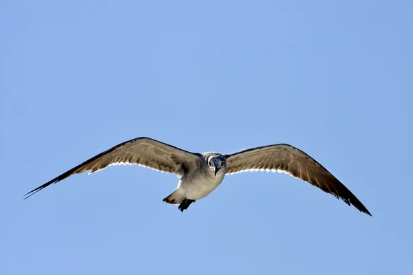 Framsidan av havsfiskmåsen flyger i himlen — Stockfoto