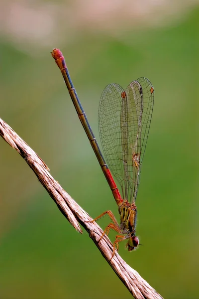Wild red black dragonfly — Stock Photo, Image