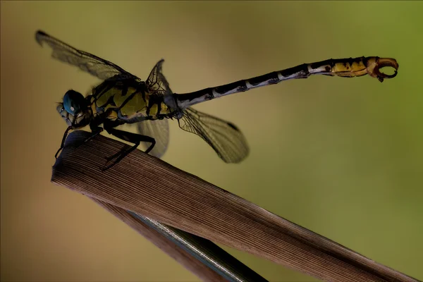 Lado salvaje amarillo negro libélula anax imperador en —  Fotos de Stock