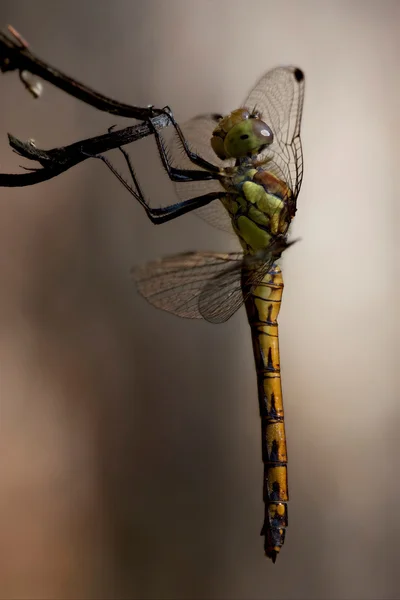 Strony dzikich żółty czarny Dragonfly na — Zdjęcie stockowe