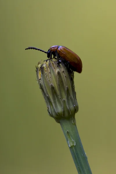 花： アナティス、ocellata 甲虫 — ストック写真