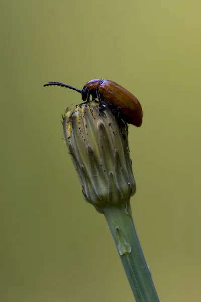 Anatis ocellata coleoptera på en blomma — Stockfoto