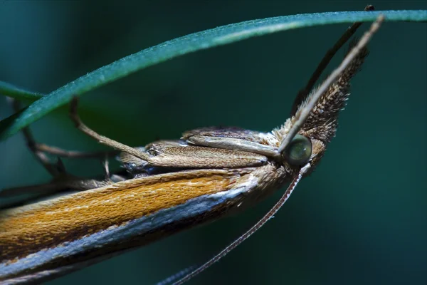 Коричневая бабочка трихоптера на зеленом листе — стоковое фото