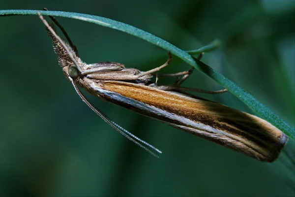 Hnědý oranžový motýl trichoptera na zelené — Stock fotografie