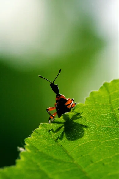 Ned av vilda röda carabidae coccinellidae — Stockfoto