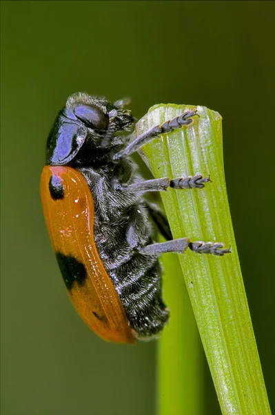 侧的野生红 cercopidae vulnerata 瓢虫科 — 图库照片