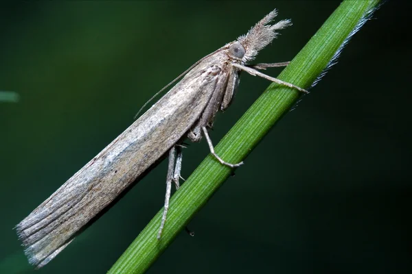 Vilda grå vit fjäril liten trichoptera — Stockfoto