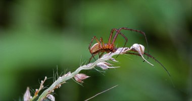 çiçek web pisauridae pisaura mirabilis