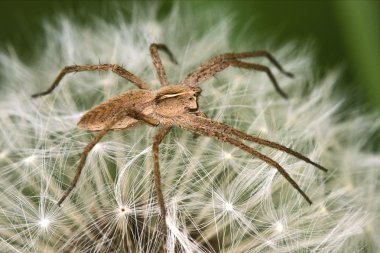 loxosceles rufescens misumena vatia