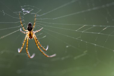 Web pisauridae pisaura mirabilis