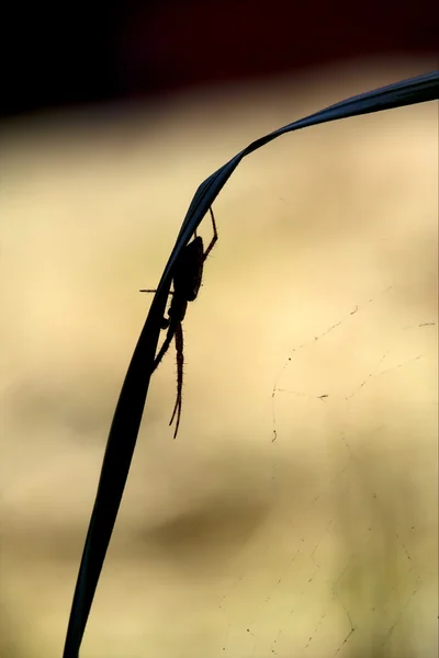 Abstract flower web pisauridae pisaura — Stock Photo, Image