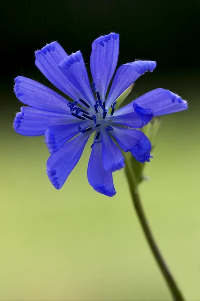 Mavi bileşik cichorium intybus — Stok fotoğraf