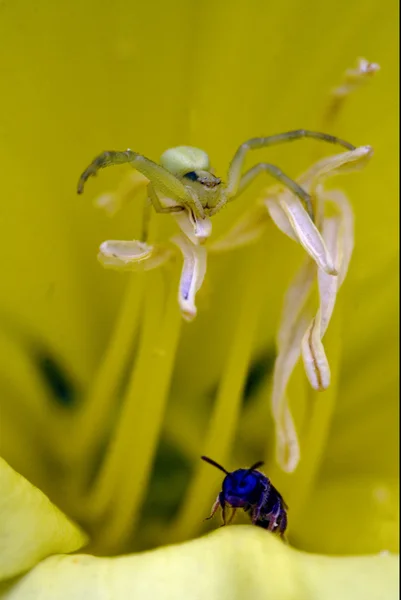 Flower pisaura sicariidae loxosceles rufescens — Stock Photo, Image