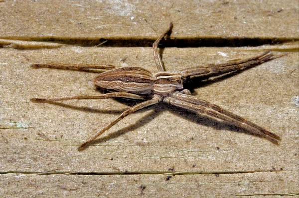 Thomisidae hétéropodidae hétéropodes — Photo