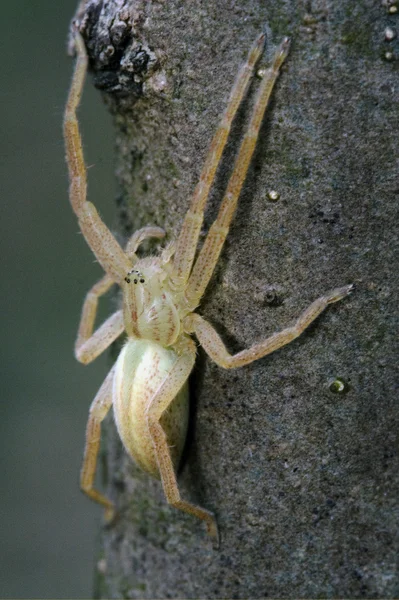 Thomisidae tibellus oblungus thomisidae — Stockfoto