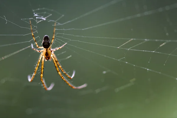 Web kraamwebspinnen (Pisauridae) pisaura mirabilis — Stockfoto