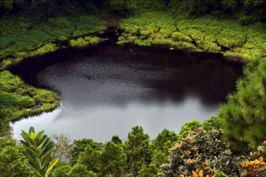colina y Lago planta árbol