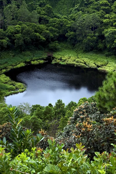 Lac montagne plante arbre — Photo