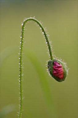 çiçekli makro yakın çekim kırmızı bir pembe rosa