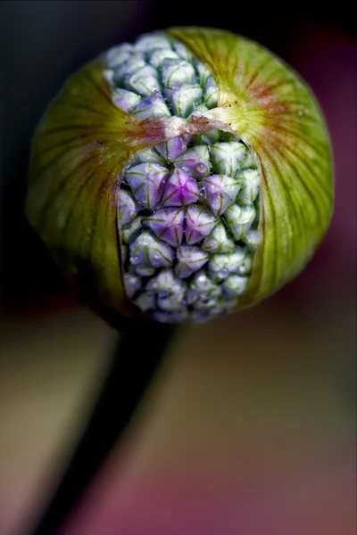 Blue violet allium ampeloprasum commutatum liliacee — Stock Photo, Image